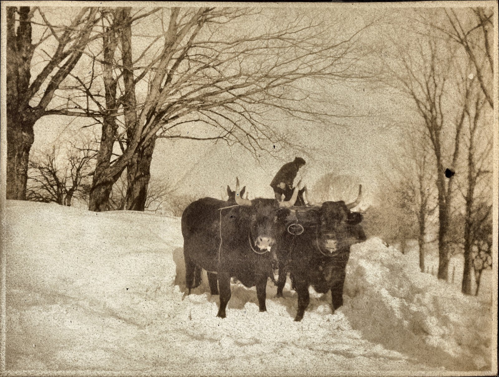 Two oxen head-on in deep snow on a tree-lined road, a driver standing on the roller behind them