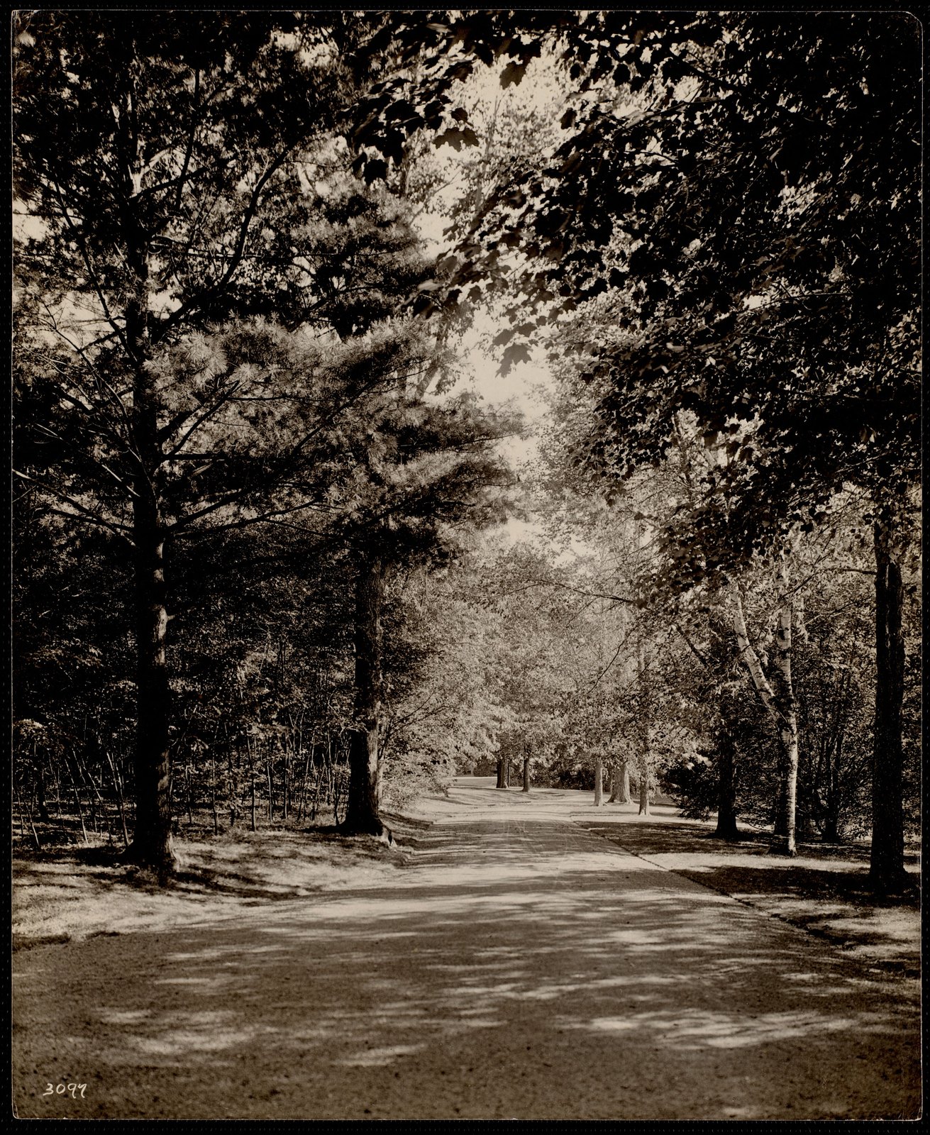 Wyndhurst: tree-lined drive. about 1894–1910.